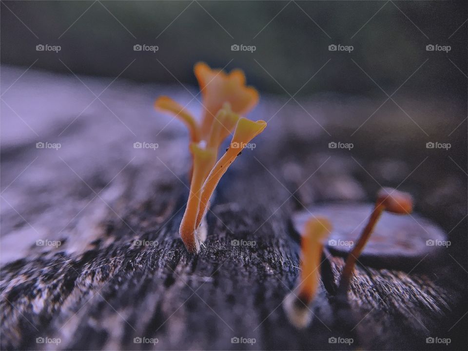 Fungus on the wood plank 