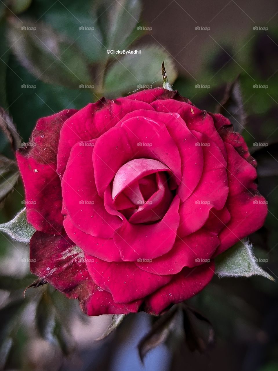 Red rose