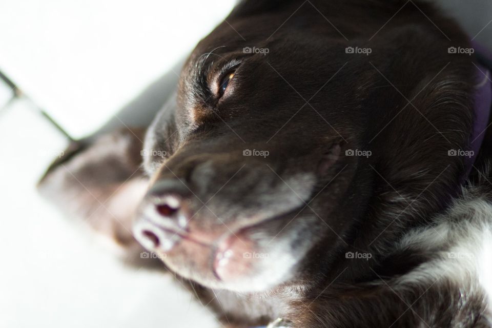 chocolate lab basking in the sunlight