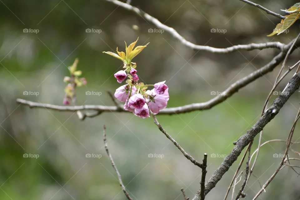 Sakura 