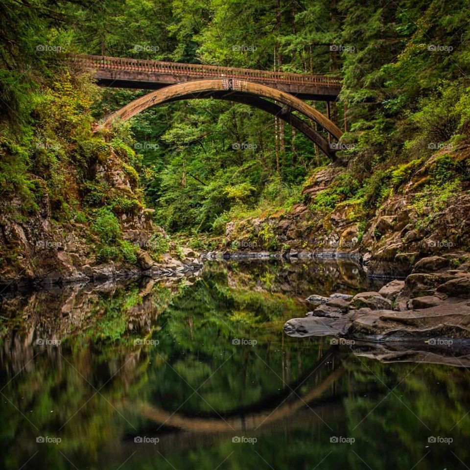 Fairytale forest bridge 