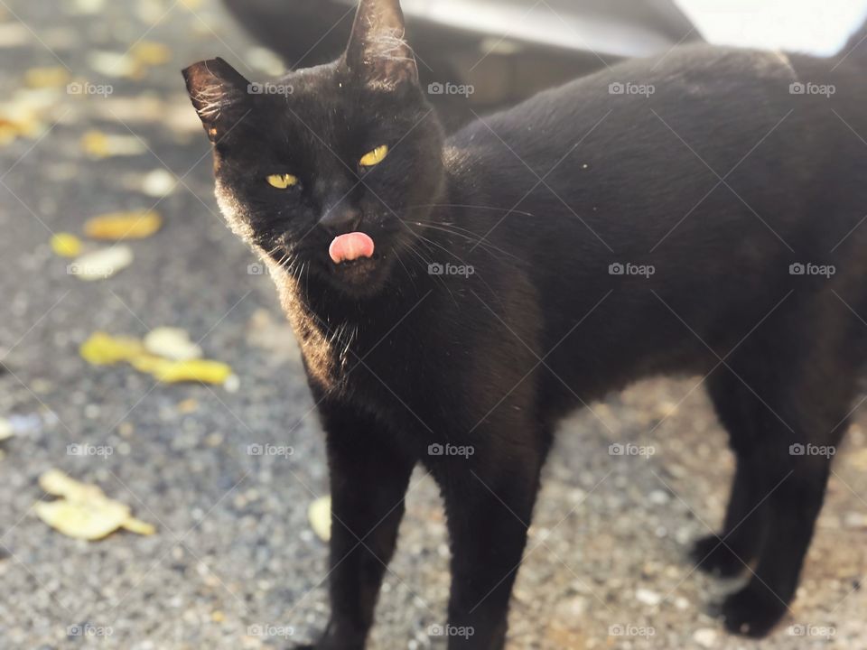 Black cat sticking tongue out