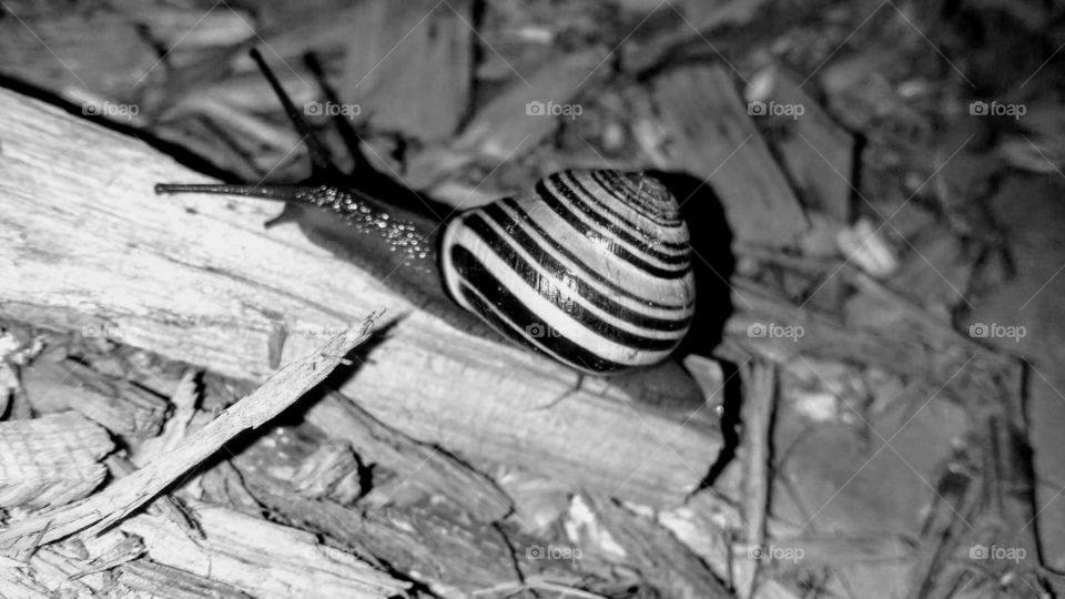 Snail with spiral shell on woodchip.
