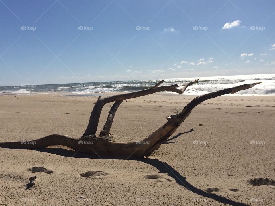 Driftwood on the beach