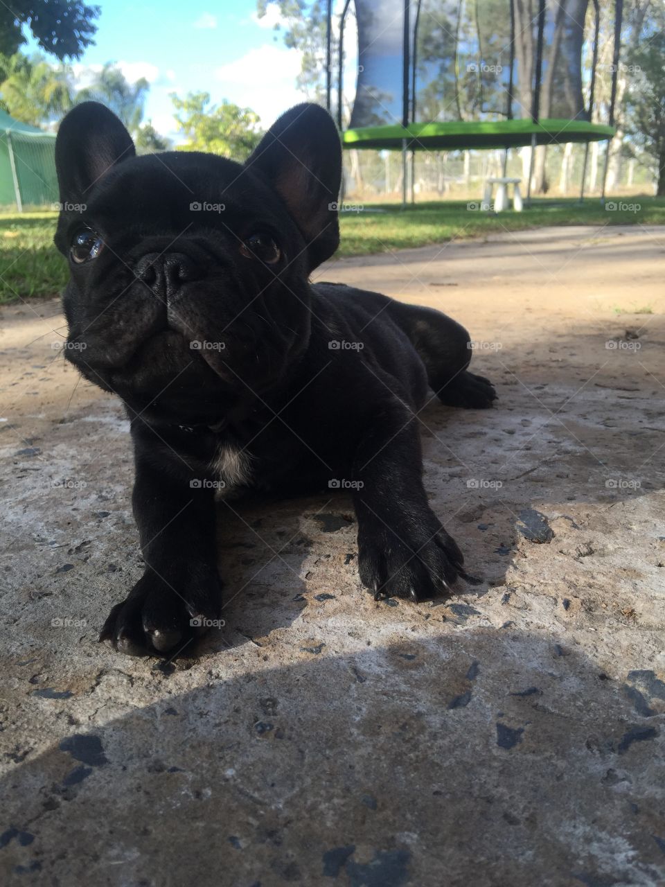 Dudley. Our little frenchie Dudley

