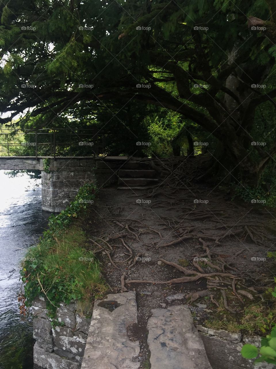 Landscape, Tree, No Person, Water, Wood