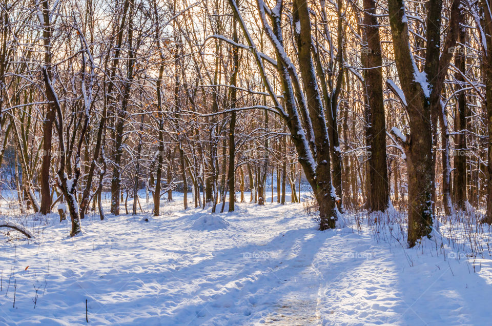 winter landscape