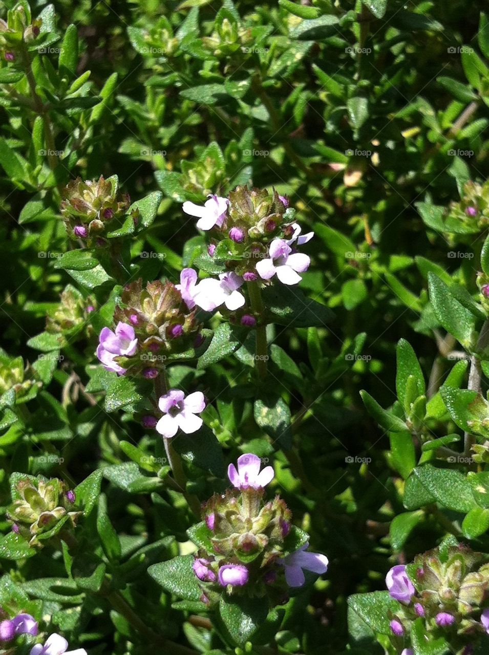 Herb basket- blooming thyme