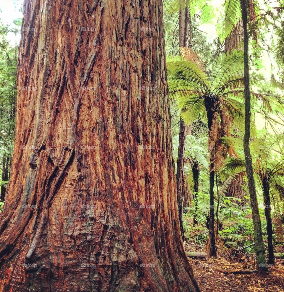 Redwood Forest