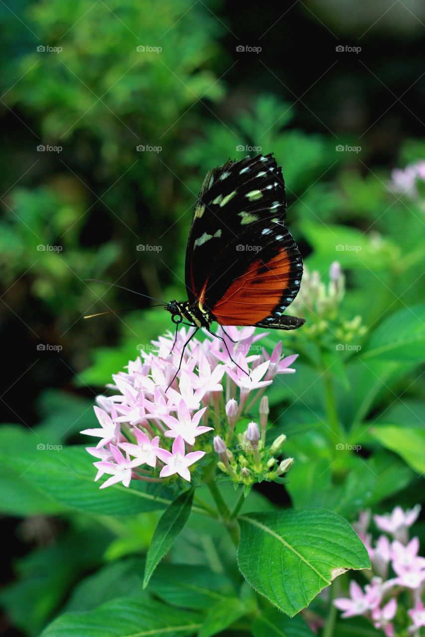 Butterfly Tithorea