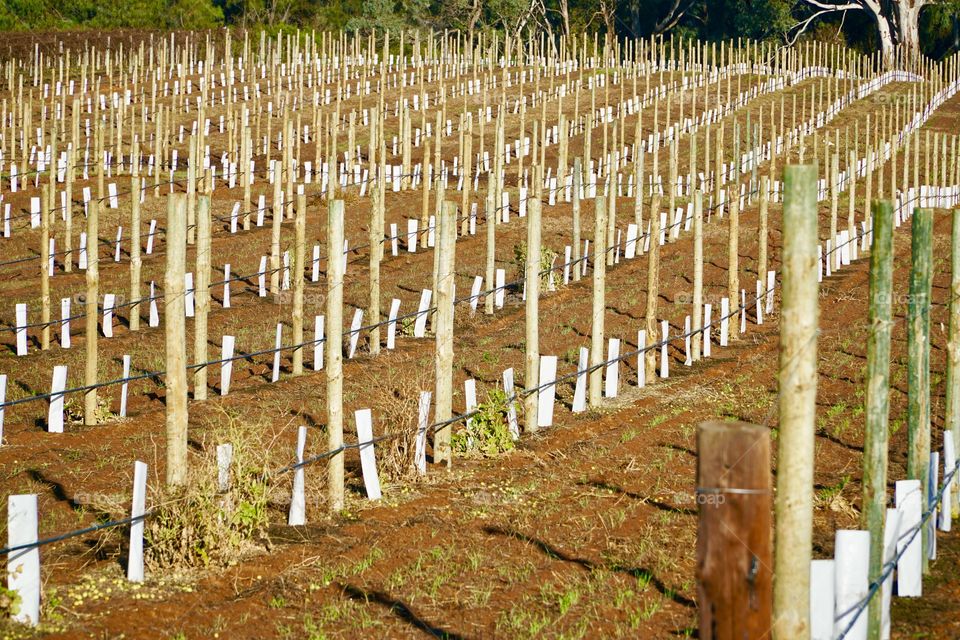 Vineyard undergoing construction