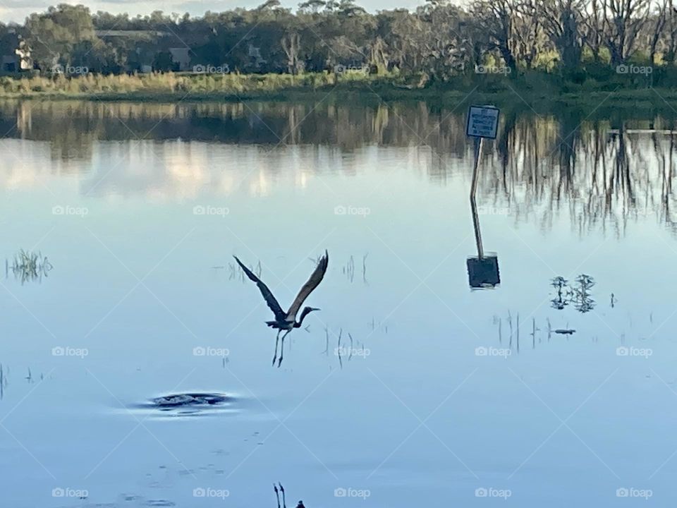 Big bird flying over water