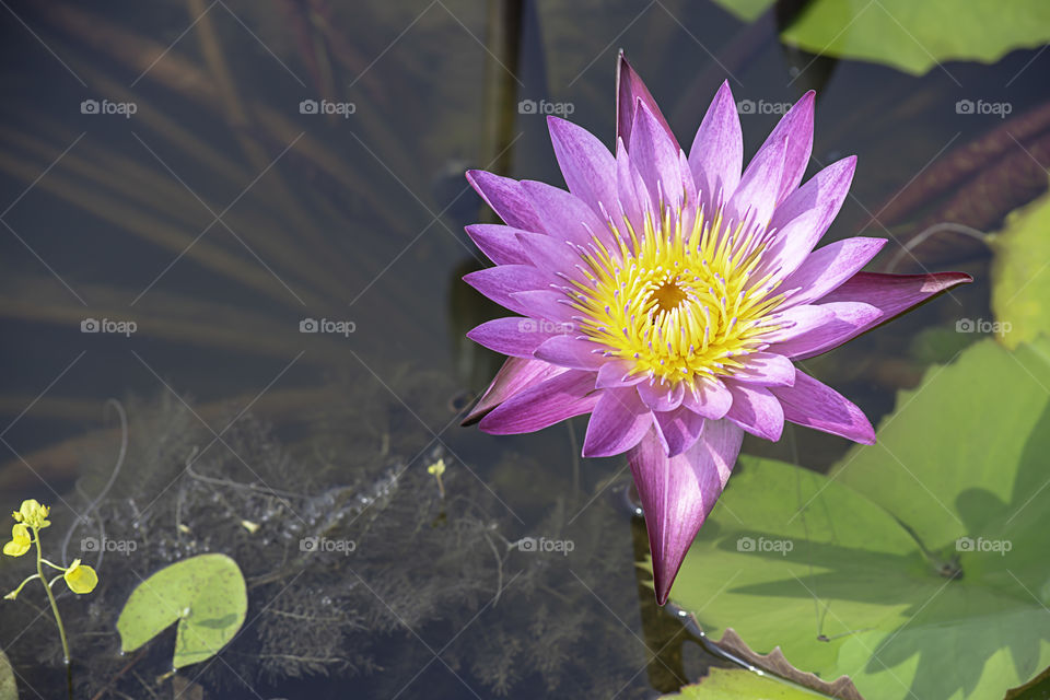 The beauty of the Pink Lotus Bloom in ponds