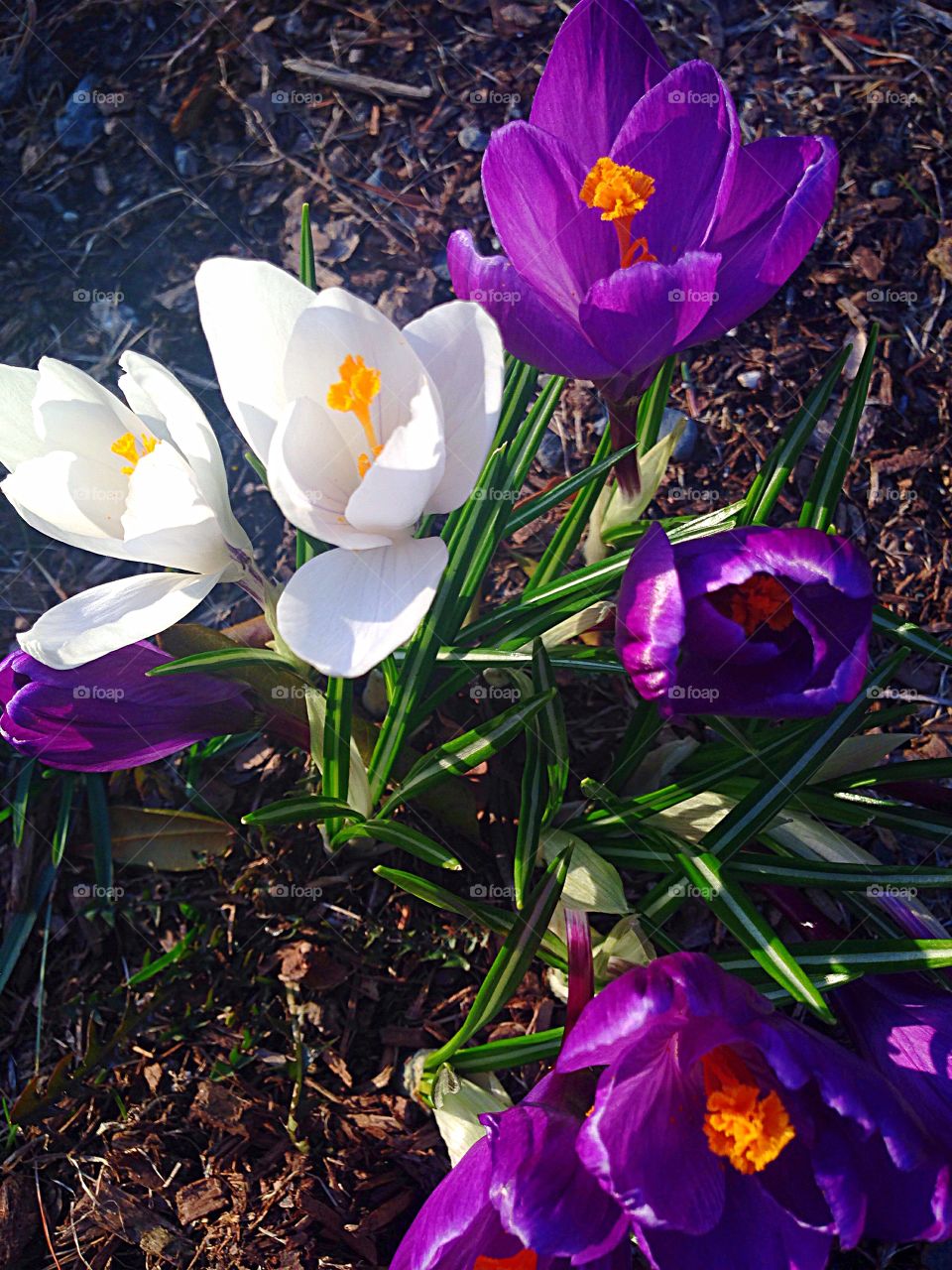 Hocus Crocus! Spring is Here!. Purple & White Crocus in full bloom add a pop of color to a garden in Massachusetts.