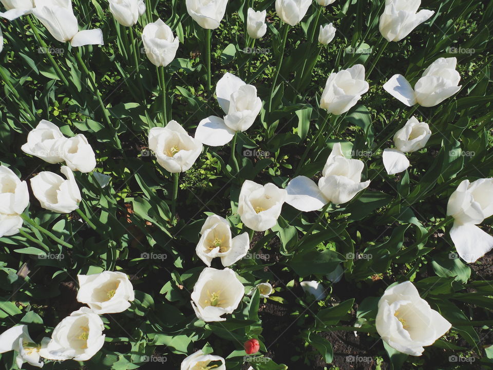 Blooming white tulips in the park of Kiev, spring 2017