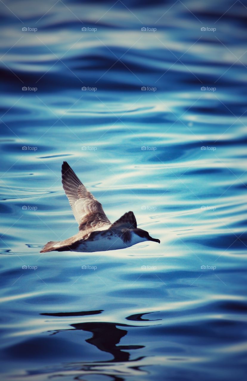 bird on water