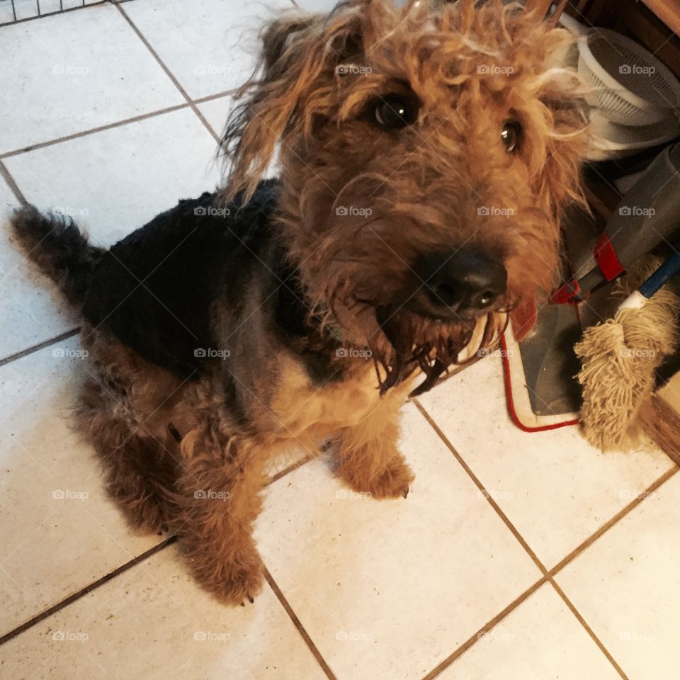 Airedale Terror
