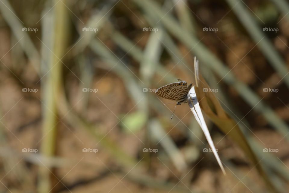 Lang's short-tailed blue or Common zebra blue (Leptotes pirithous)