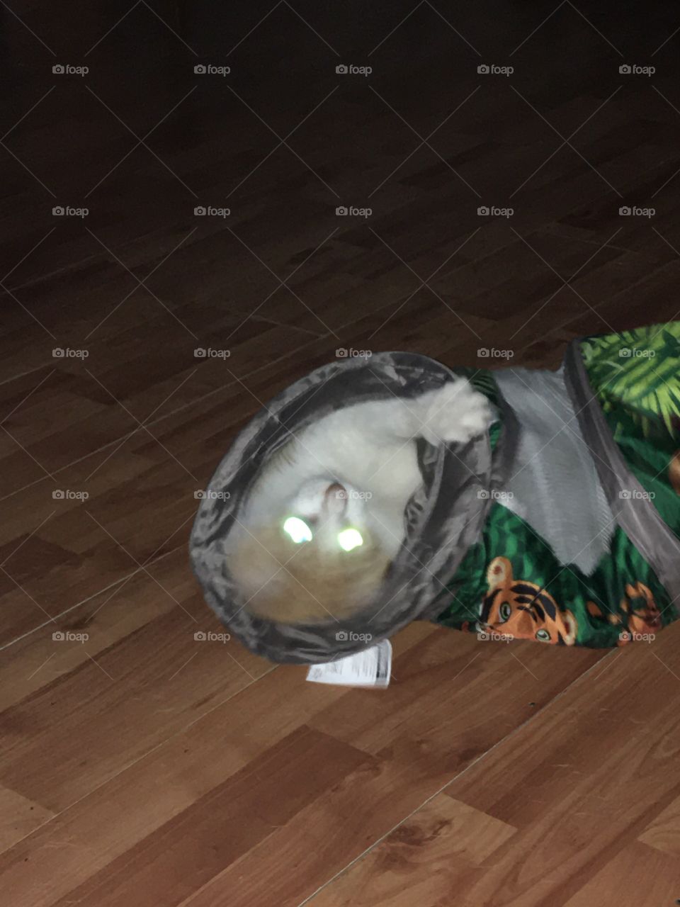 Hi y’all hope you have a wonderful day and make the day count! My cat in a tunnel.