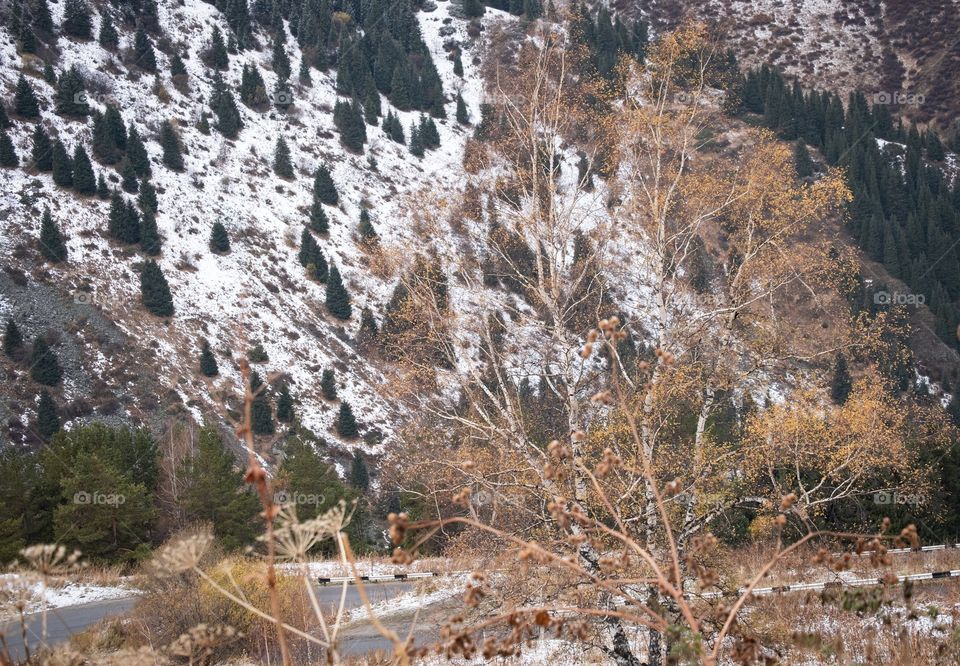 Beautiful scene of snow mountain and pine forest scape along the way to Big Almaty lake in Kazakhstan