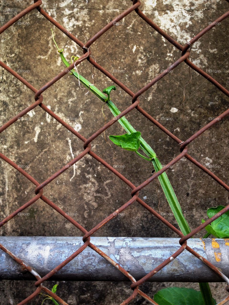 Wall plant