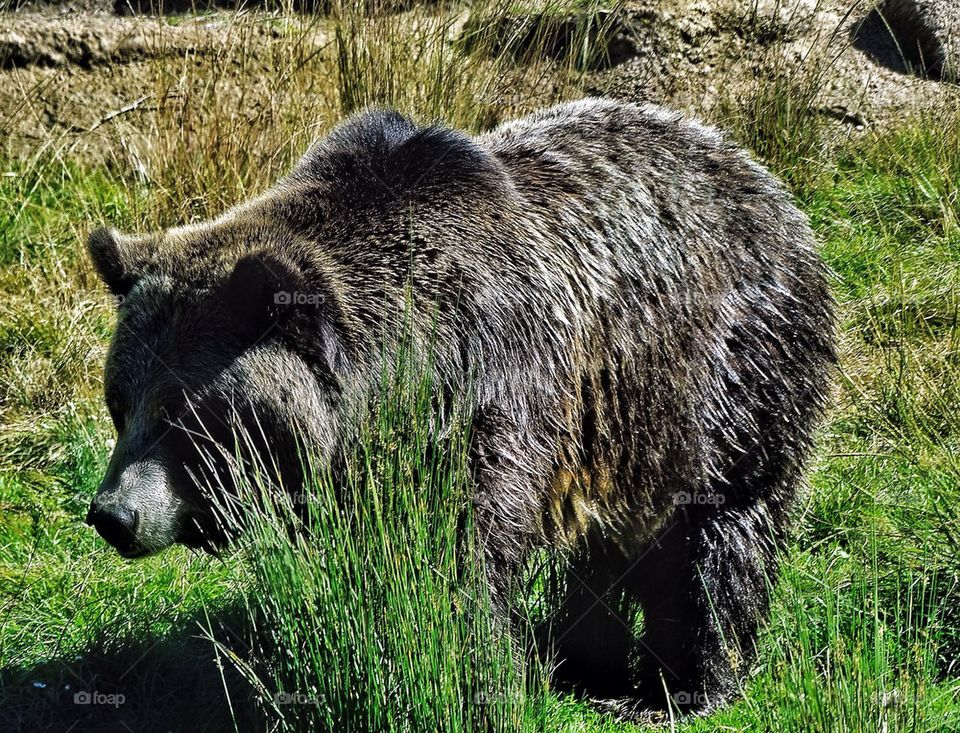 California golden bear