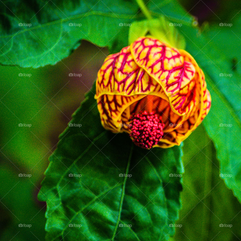 Close-up of a flower