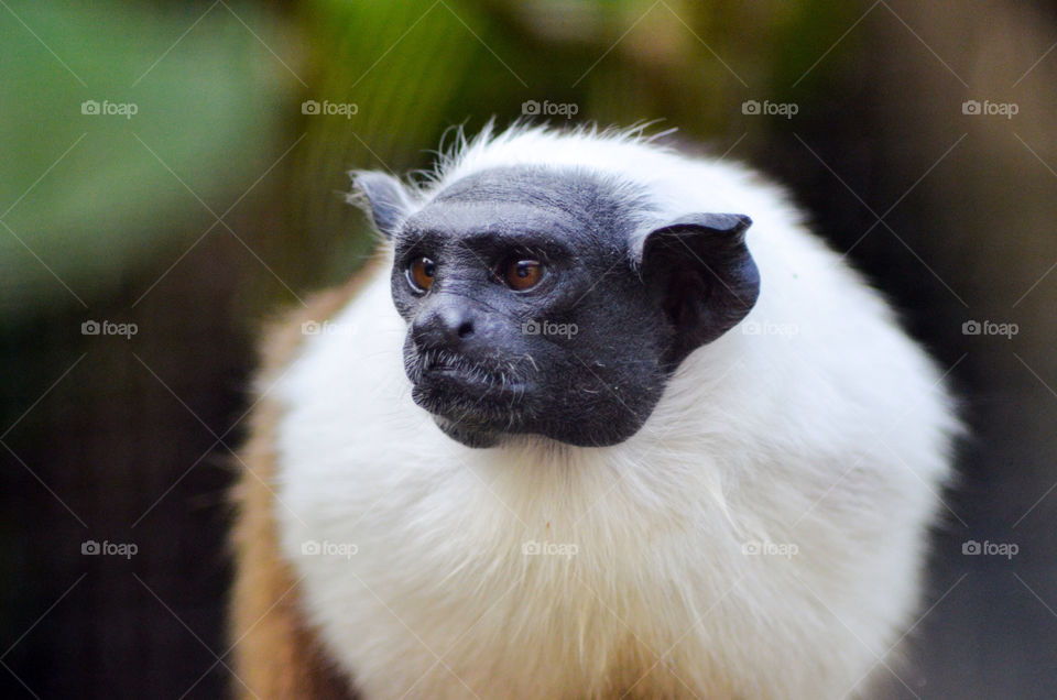 face monkey primate pygmy by CatherineGillam1984