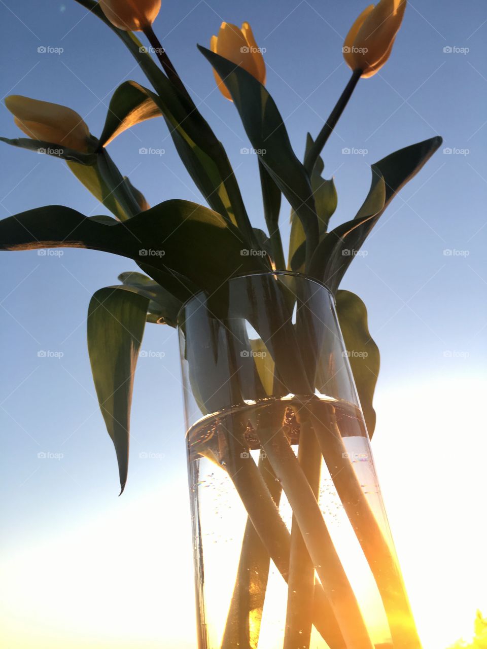 Tulips in a clear vase. 