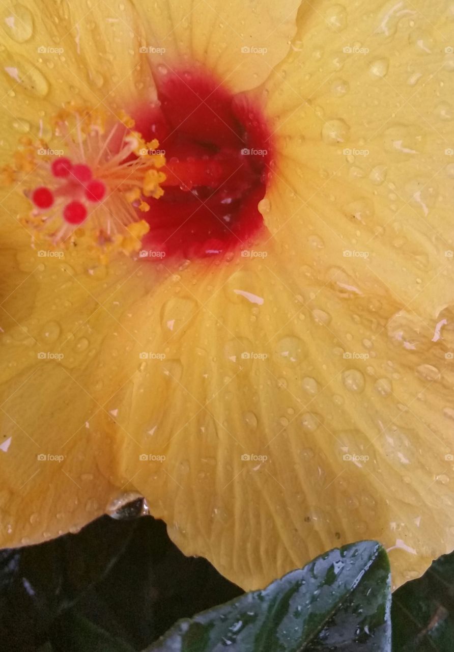 yellow and red hibiscus 