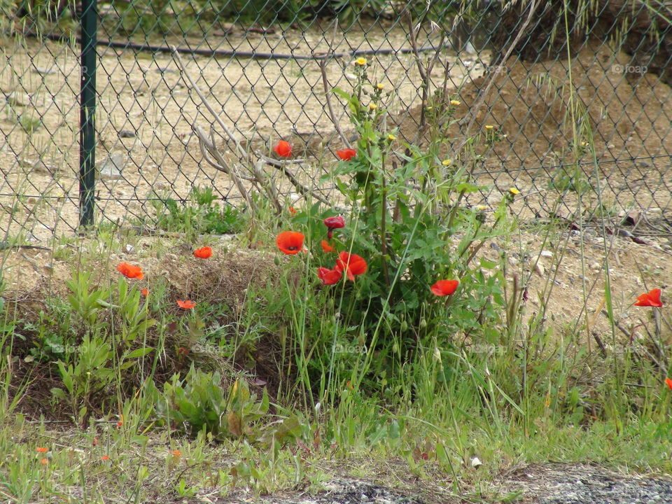poppy flowers