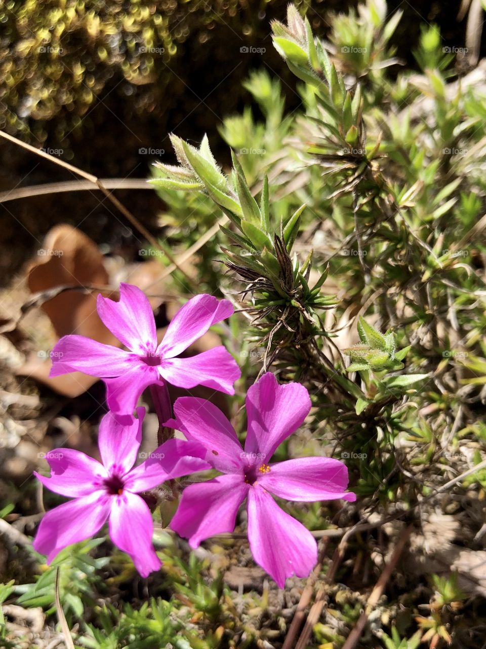 Pink flowers signal Spring 