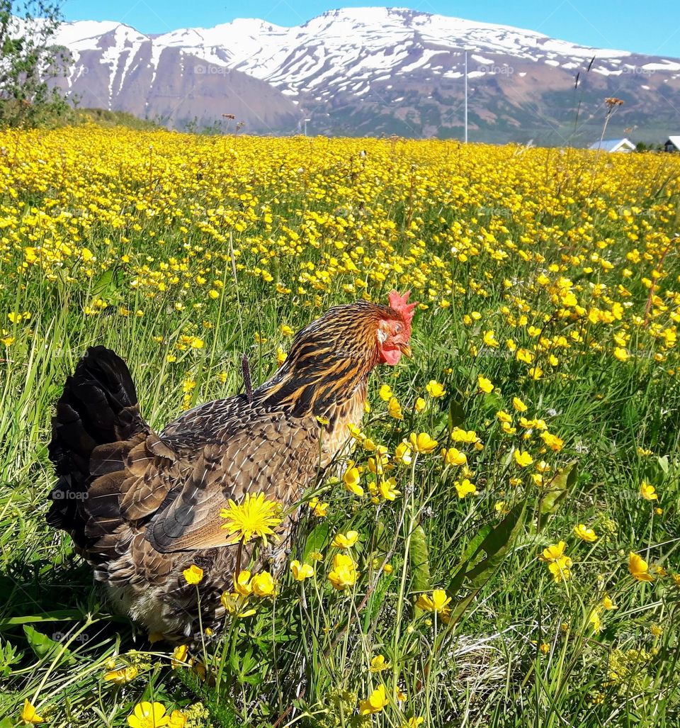 Hrísey Island ( in Iceland 🇮🇸)  🐓