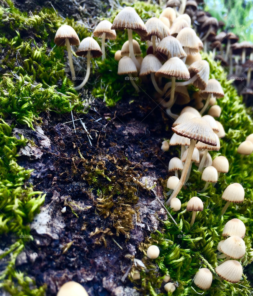 Tree shrooms