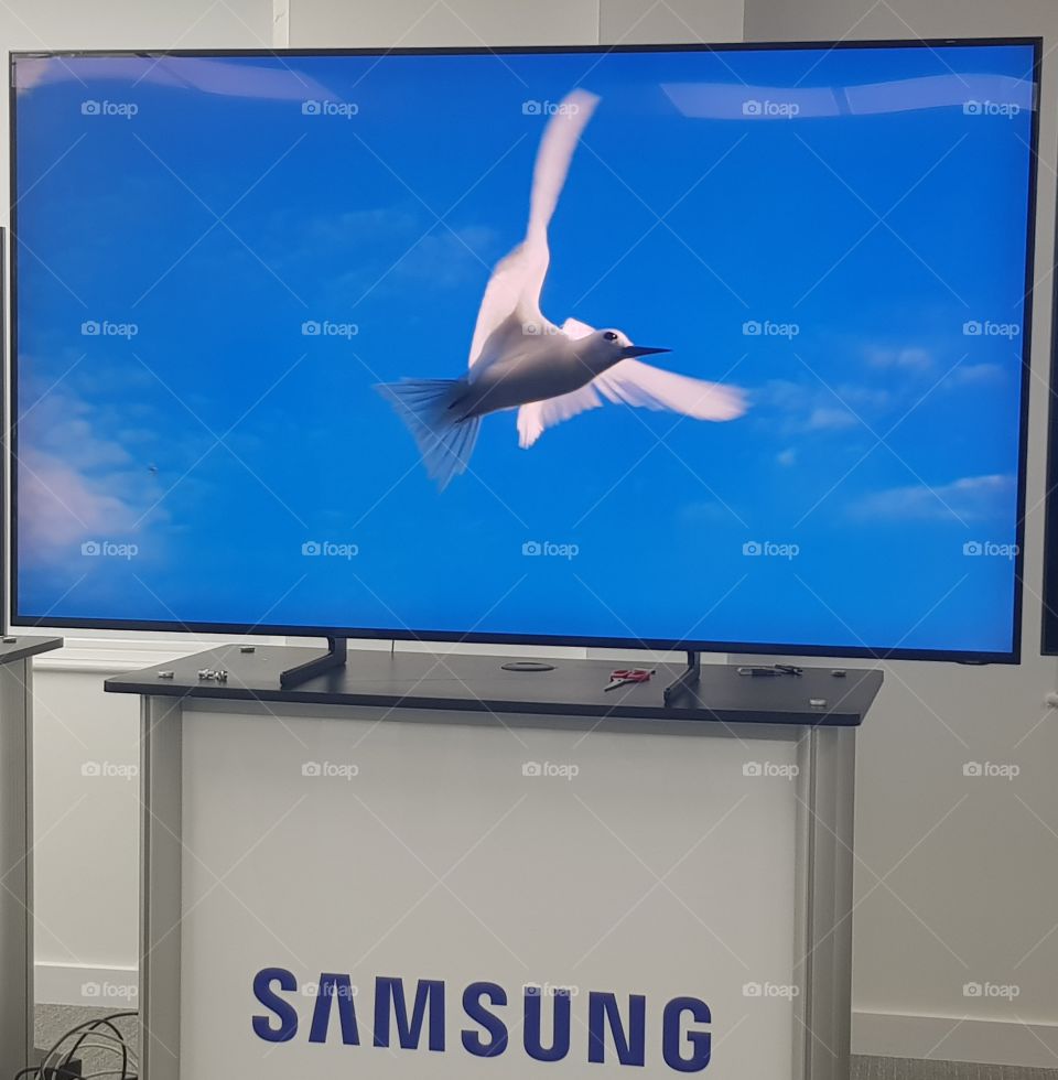 Samsung QLED 8K television with nature scene of flying bird