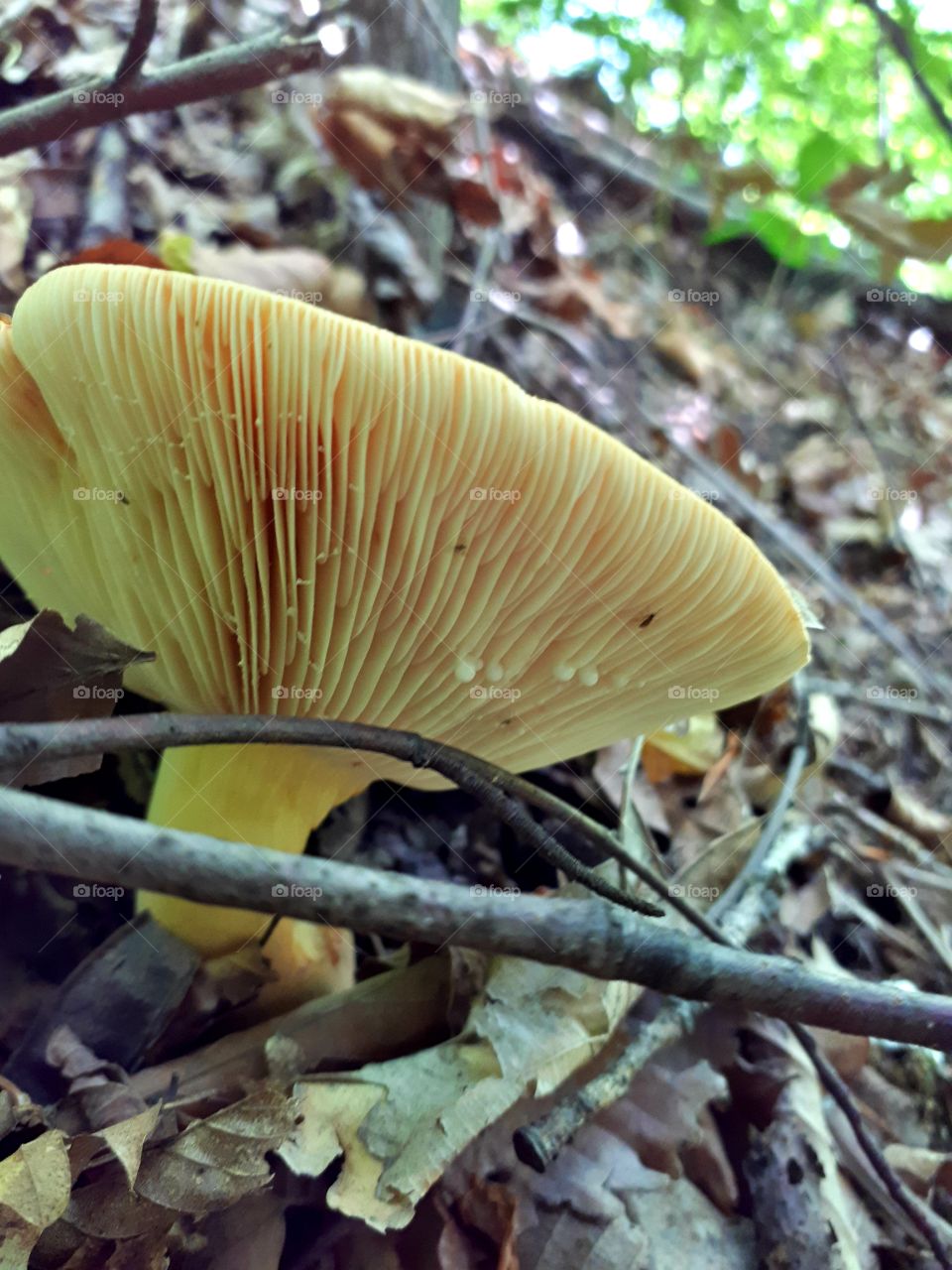 Lactarius volemus - sirogriz, suhogriz - presnac