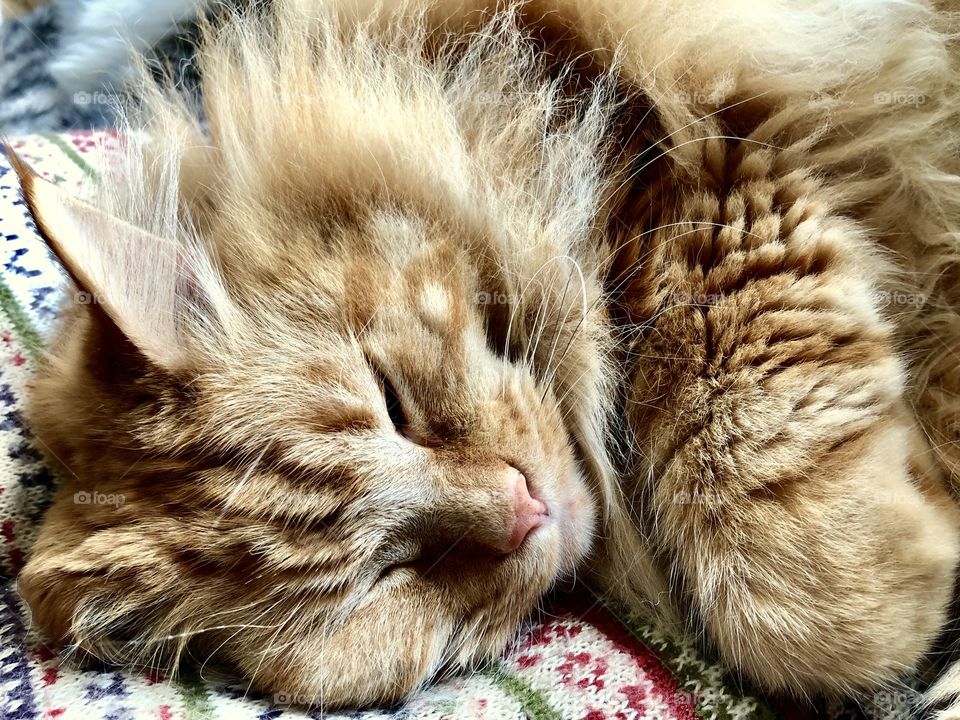 Sleepy Maine Coon Cat