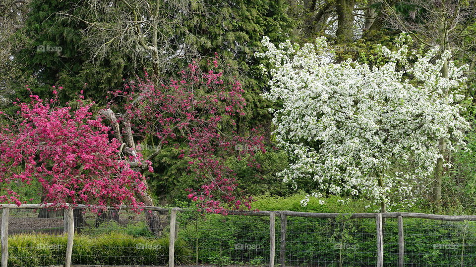 Trees in a park in Antwerp