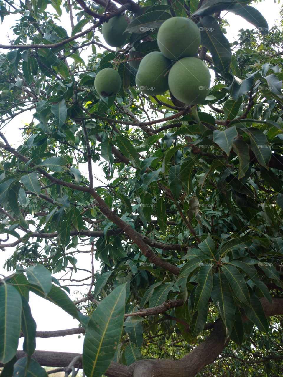 mango on tree