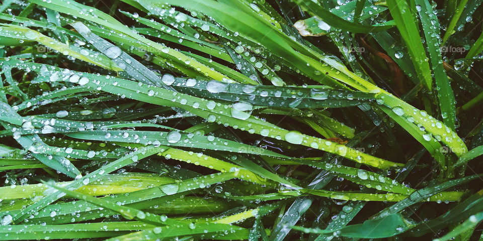 morning dew on green grass