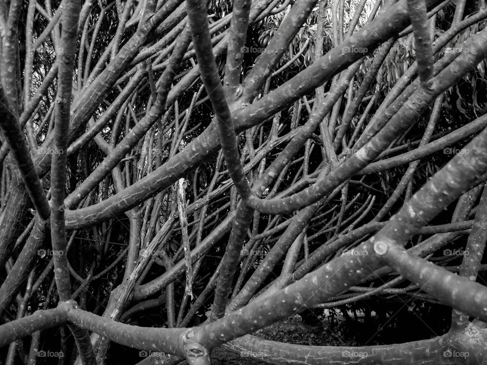 Frangipani tree branches. Frangipani tree branches in black and white shot