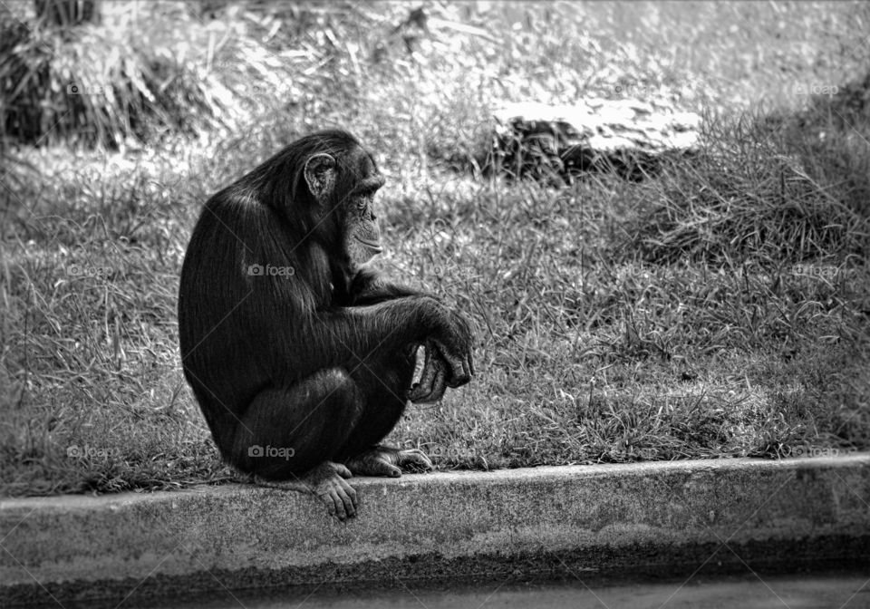 Black-and-white Crouching Chimpanzee