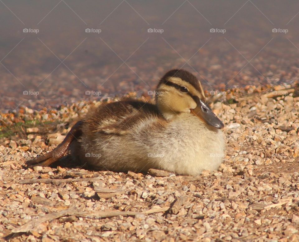 Baby Duckling on the Shore