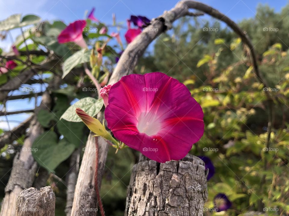 Morning Glory Arbour 