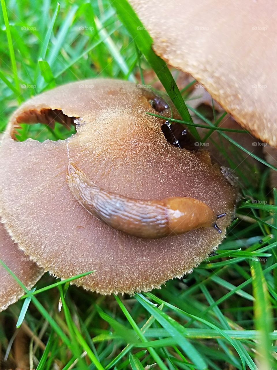 Mushroom and Slug