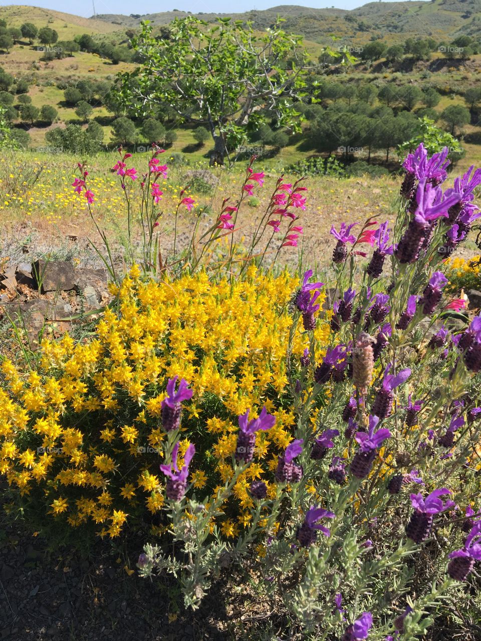 A composition with wild flowers realized by Mother Nature !