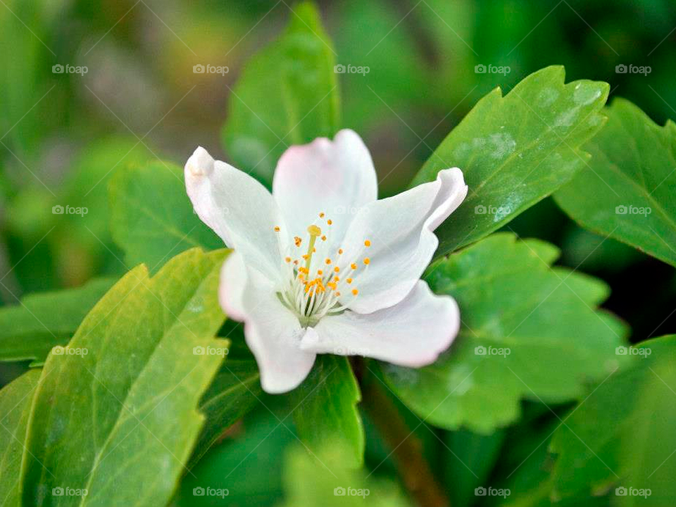 Little white flower