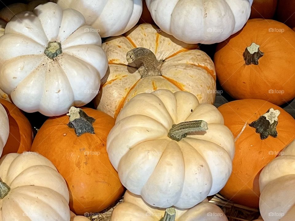 Mini Pumpkins
