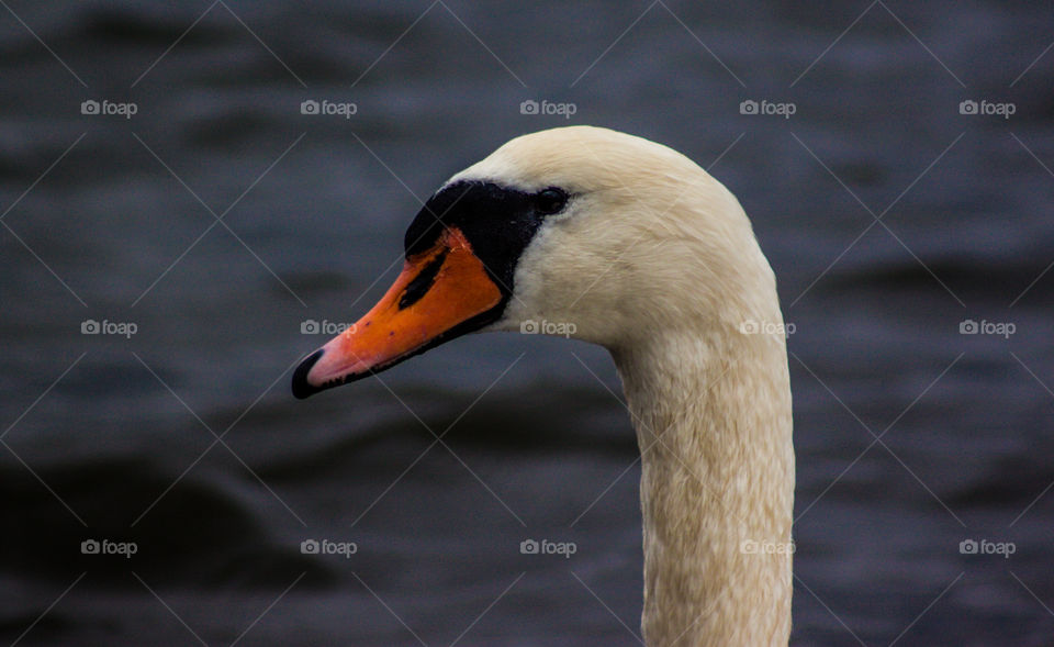 Close-up of swan's neck