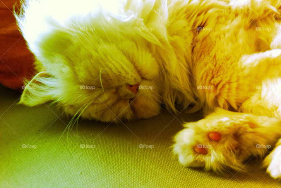 green cat sleeping sleeping cat by inmacasado